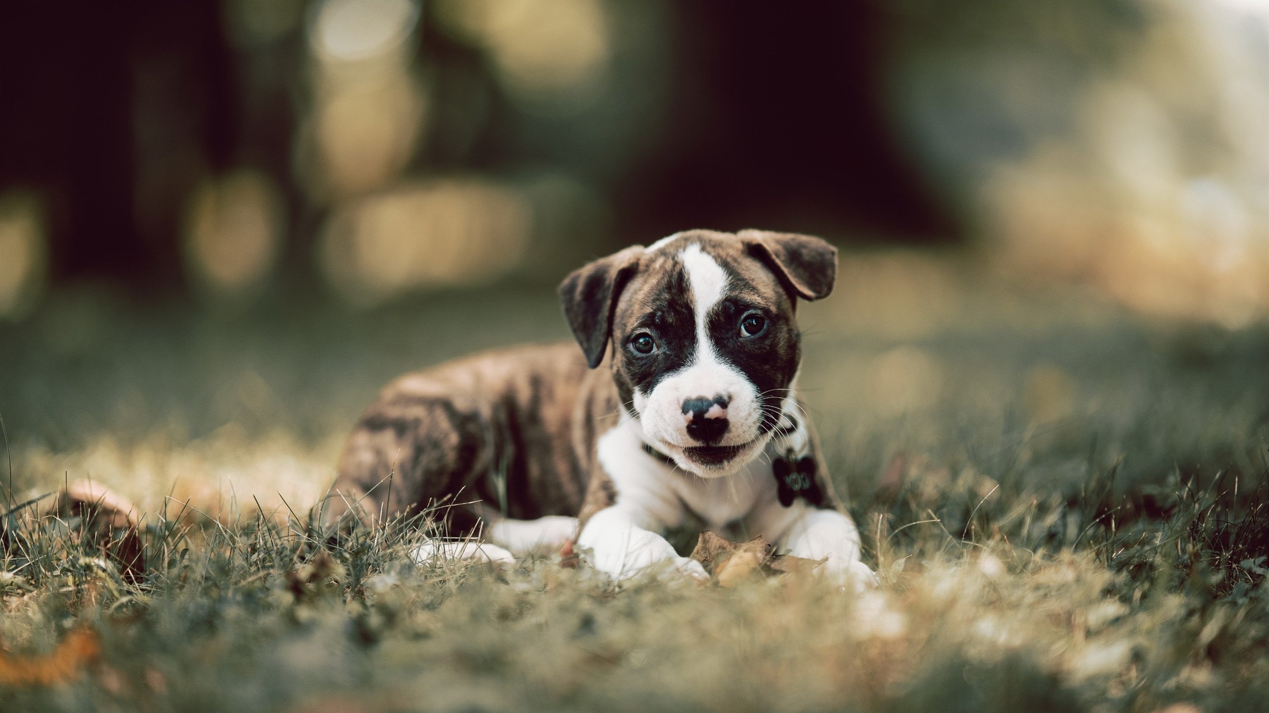 历史上的今天：球队夺冠的经典瞬间，球队历史战绩