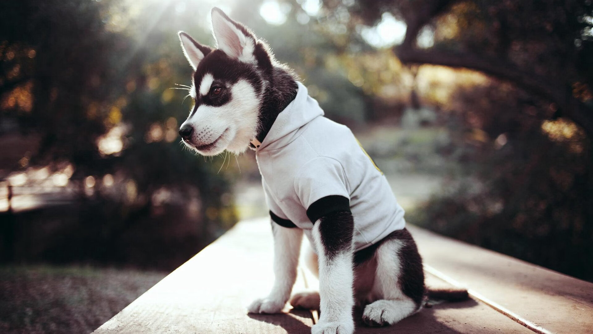 历史上的今天：球队夺冠的经典瞬间，球队历史战绩