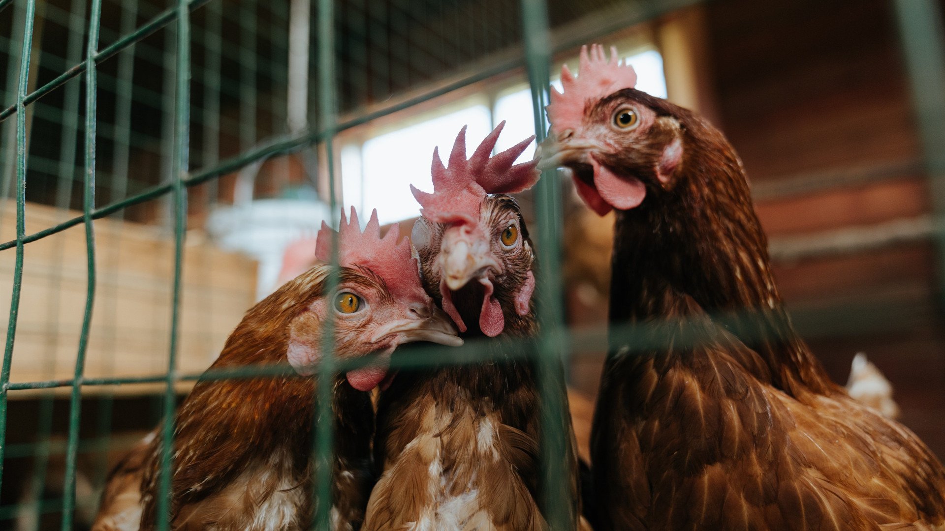 开云备用-守望先锋 赛季积分榜竞争白热化，守望先锋新赛季分怎么算